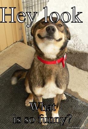 HEY LOOK  WHAT IS SO FUNNY? Good Dog Greg