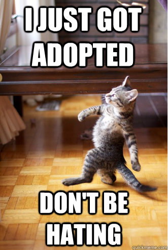 I just got adopted Don't be hating - I just got adopted Don't be hating  Strutting Cat
