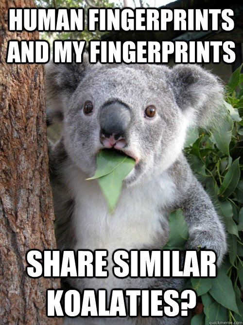 human fingerprints and my fingerprints share similar koalaties?  koala bear