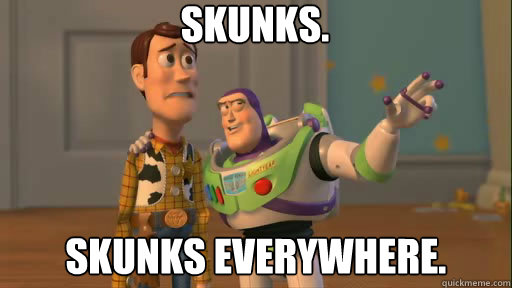 Skunks. Skunks everywhere.  Everywhere