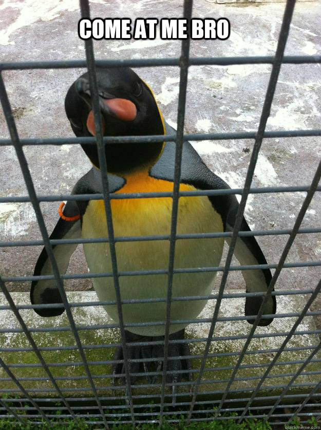 Come at me bro  Come at me bro