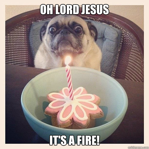 oh lord jesus it's a fire! - oh lord jesus it's a fire!  Scared birthday pug