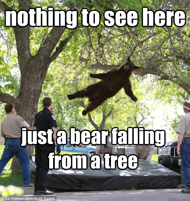 nothing to see here just a bear falling from a tree  