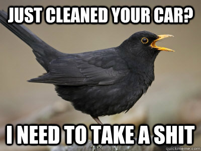 Just cleaned your car? I need to take a shit - Just cleaned your car? I need to take a shit  Scumbag Blackbird