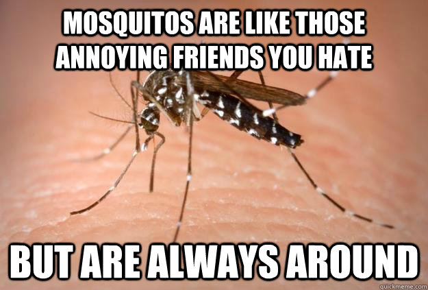 Mosquitos are like those annoying friends you hate  but are always around   