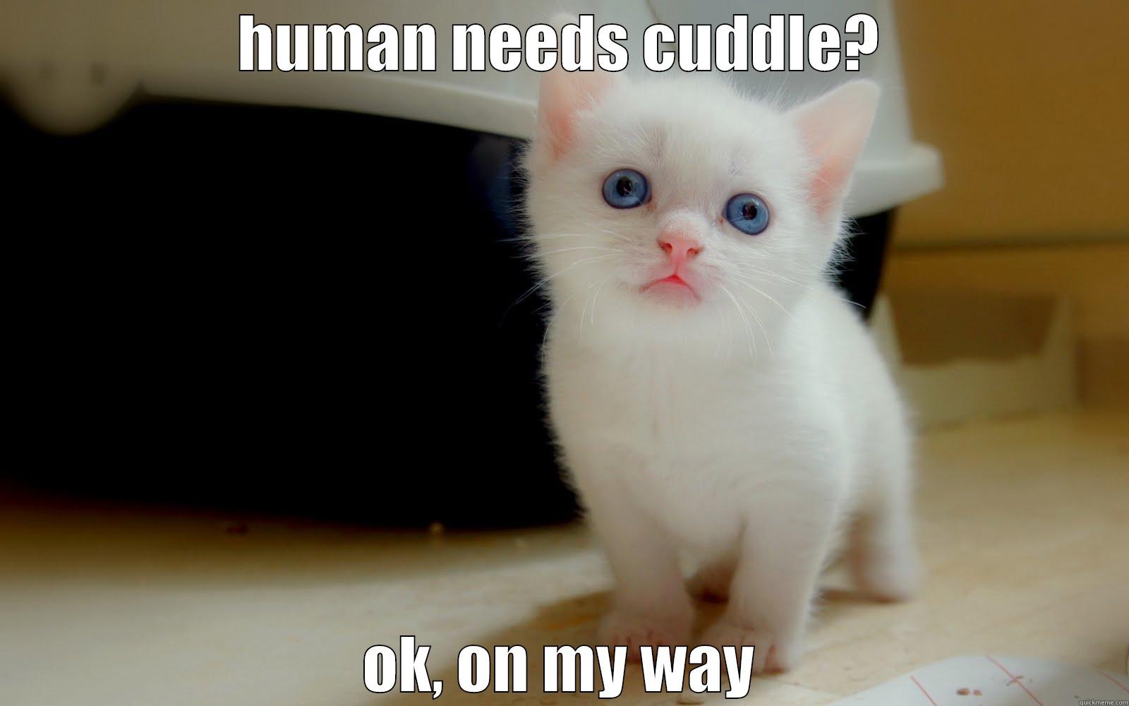 hug cat - HUMAN NEEDS CUDDLE? OK, ON MY WAY Misc