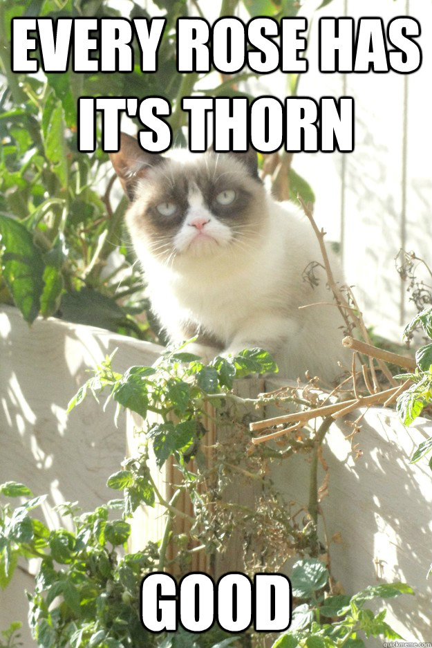 Every Rose Has It's Thorn GOOD  Grumpy Cat Greeting