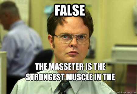FALSE The masseter is the strongest muscle in the mouth.   Schrute