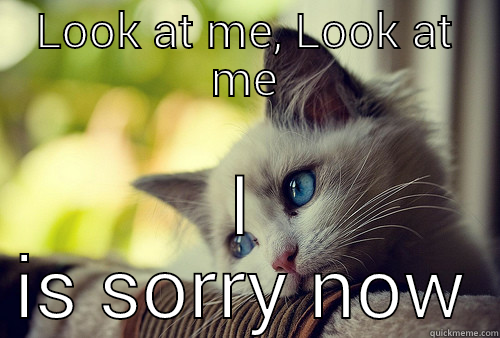 LOOK AT ME, LOOK AT ME I IS SORRY NOW First World Problems Cat
