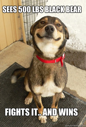 Sees 500 Lbs black bear fights it.. and wins - Sees 500 Lbs black bear fights it.. and wins  Good Dog Greg
