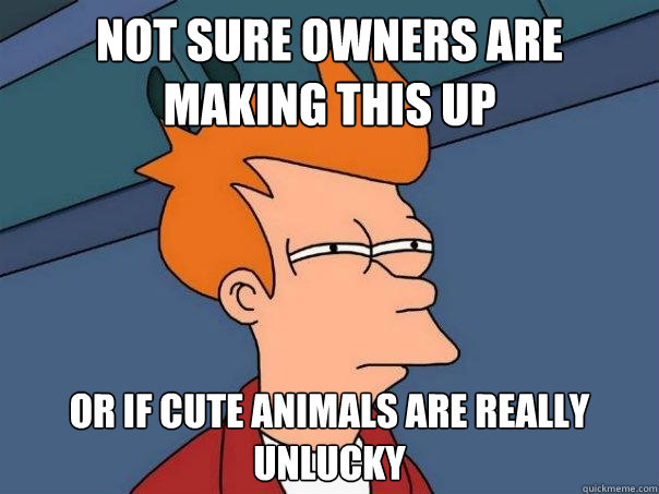 Not sure owners are making this up Or if cute animals are really unlucky  Futurama Fry