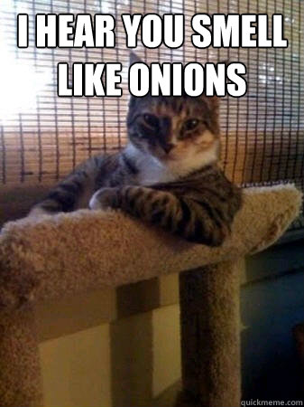 I hear you smell like onions   The Most Interesting Cat in the World