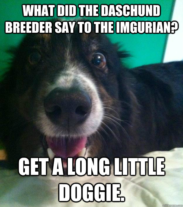 What did the daschund breeder say to the imgurian? Get a long little doggie.  