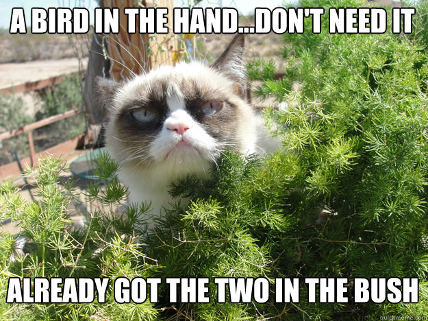 a bird in the hand...don't need it Already got the two in the bush - a bird in the hand...don't need it Already got the two in the bush  Grumpy Cat Bush