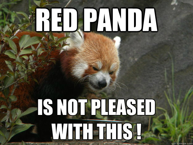 Red panda is not pleased
with this !  Angry Red Panda