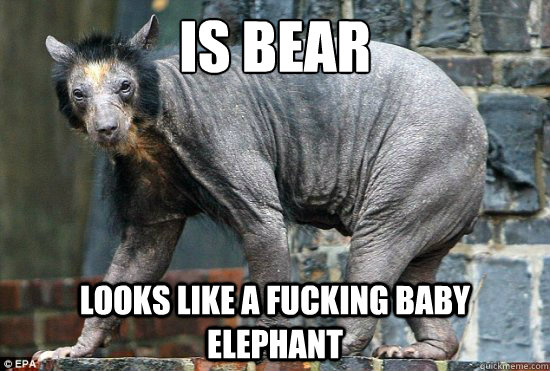 Is bear Looks like a fucking baby elephant  