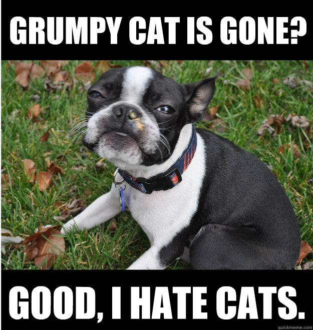 Grumpy cat is gone? Good, I hate cats. - Grumpy cat is gone? Good, I hate cats.  Grumpy Dog