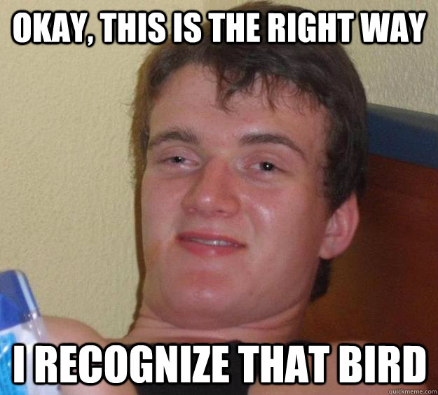Okay, this is the right way I recognize that bird - Okay, this is the right way I recognize that bird  10 Guy