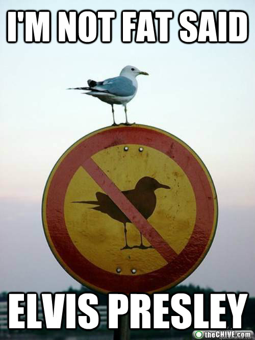 I'm not fat said Elvis Presley  oh the irony