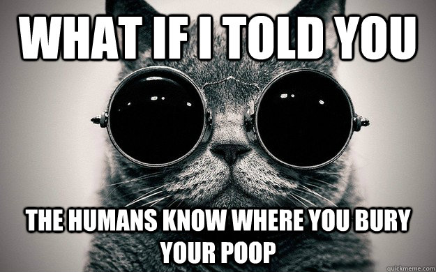What if i told you The humans know where you bury your poop - What if i told you The humans know where you bury your poop  Morpheus Cat Facts