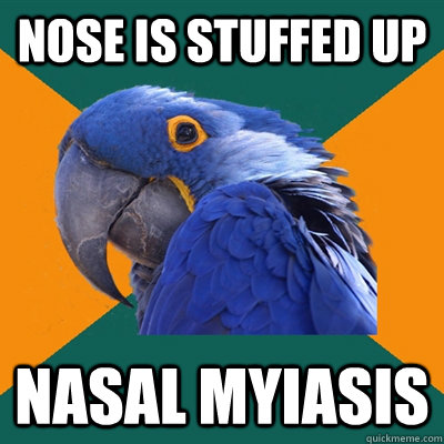 Nose is stuffed up Nasal myiasis  Paranoid Parrot