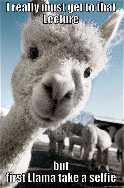 Llama selfie - I REALLY MUST GET TO THAT LECTURE BUT FIRST LLAMA TAKE A SELFIE Misc