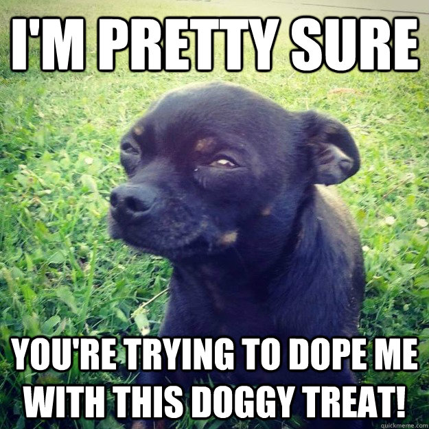 I'm pretty sure You're trying to dope me with this doggy treat!  Skeptical Dog