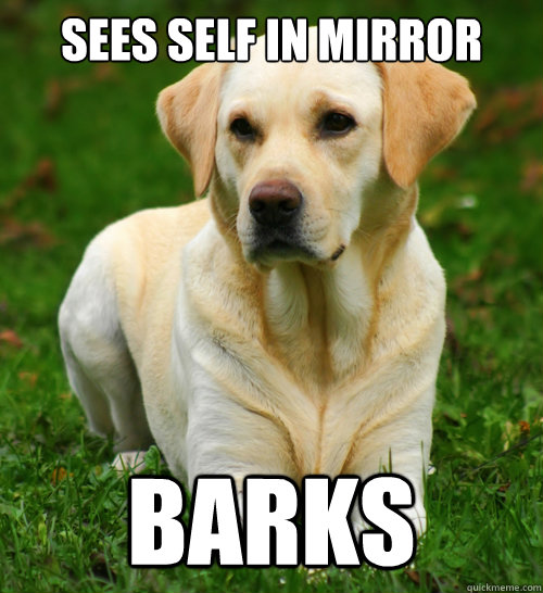 sees self in mirror barks - sees self in mirror barks  Dog Logic