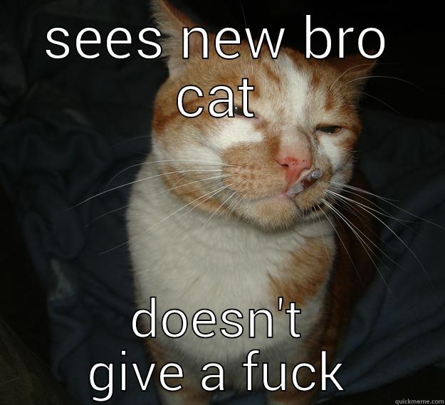 cool cat Craig on bro cat - SEES NEW BRO CAT DOESN'T GIVE A FUCK Cool Cat Craig