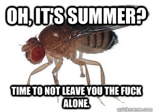 Oh, it's summer?  Time to not leave you the fuck alone.  Scumbag fruit fly
