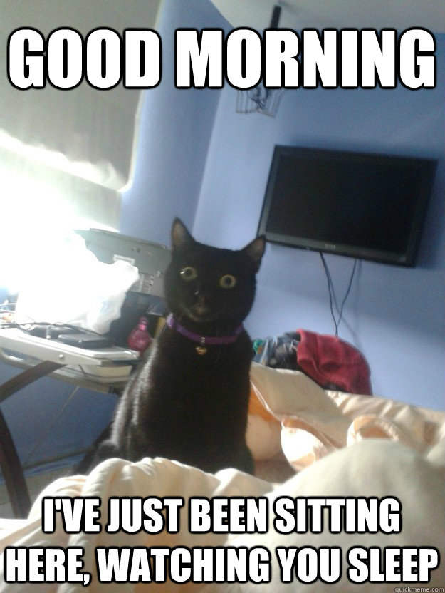 Good morning I've just been sitting here, watching you sleep - Good morning I've just been sitting here, watching you sleep  overly attached cat