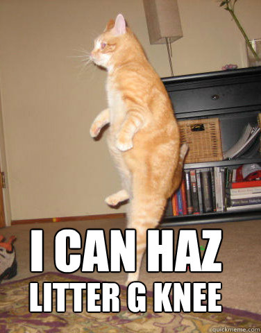 I CAN HAZ LITTER G KNEE - I CAN HAZ LITTER G KNEE  Stairs Cat
