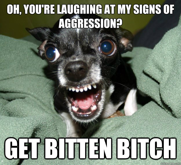 Oh, you're laughing at my signs of aggression? Get bitten bitch  Chihuahua Logic