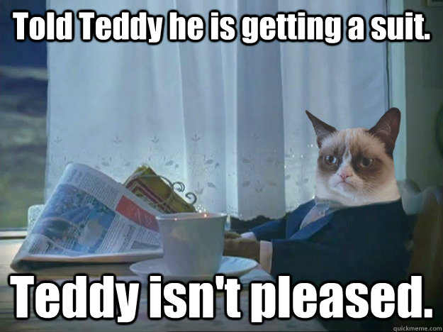 Told Teddy he is getting a suit. Teddy isn't pleased.  Grumpy Cat Thoughts