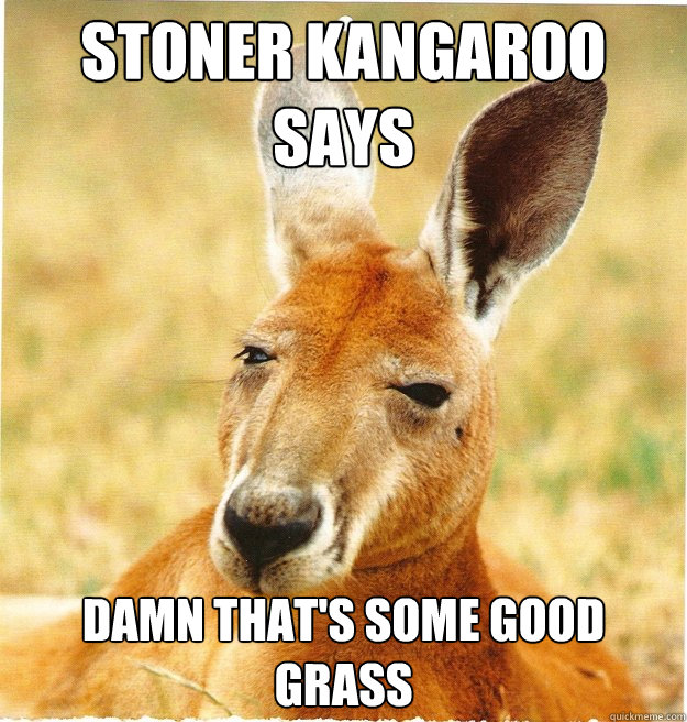 Stoner kangaroo says Damn that's some good grass  