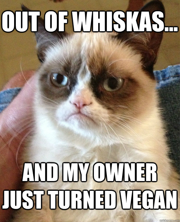 Out of Whiskas... and my owner just turned vegan  Grumpy Cat