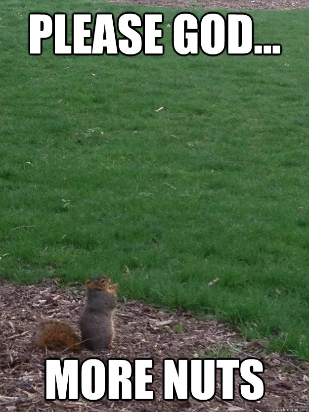 Please God... More Nuts  Praying Squirrel In Awe
