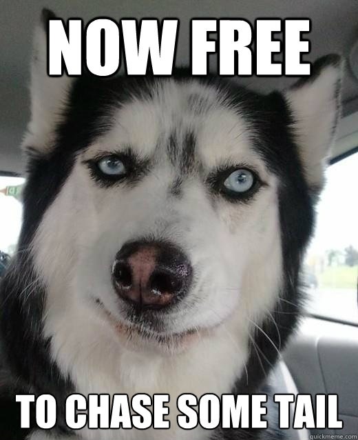 now free to chase some tail - now free to chase some tail  Fabulous Divorce Dog
