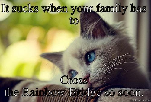 IT SUCKS WHEN YOUR FAMILY HAS TO CROSS THE RAINBOW BRIDGE SO SOON. First World Problems Cat