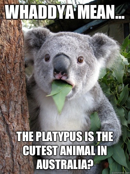 Whaddya mean... the platypus is the cutest animal in Australia?  koala bear