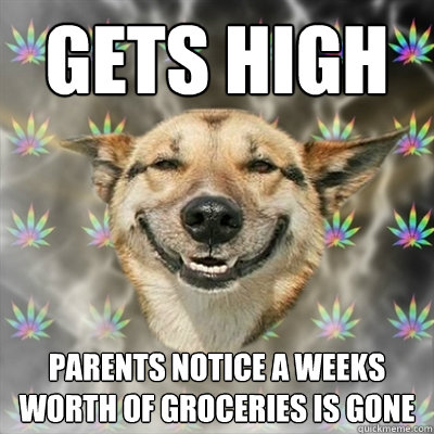 Gets high  parents notice a weeks worth of groceries is gone  Stoner Dog