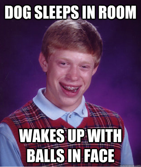 Dog sleeps in room wakes up with balls in face  Bad Luck Brain