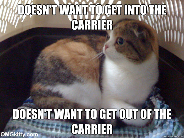 Doesn't want to get into the carrier Doesn't want to get out of the carrier - Doesn't want to get into the carrier Doesn't want to get out of the carrier  Scumbag Cat