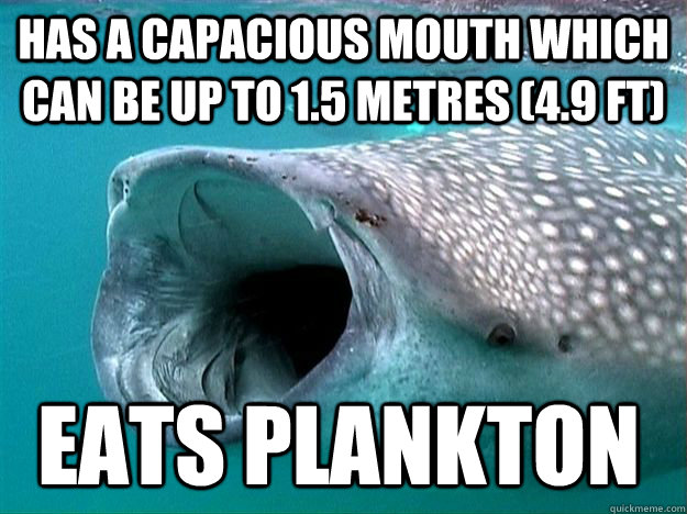 has a capacious mouth which can be up to 1.5 metres (4.9 ft)  Eats plankton - has a capacious mouth which can be up to 1.5 metres (4.9 ft)  Eats plankton  scumbag whale shark