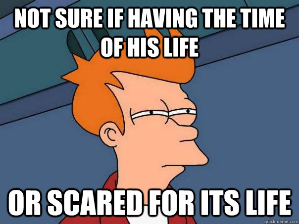 Not sure if having the time of his life or scared for its life  Futurama Fry