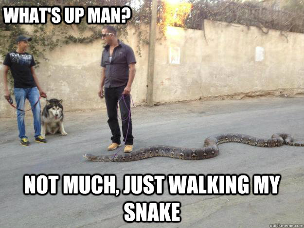 what's up man? not much, just walking my snake - what's up man? not much, just walking my snake  snake