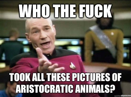 Who the fuck Took all these pictures of aristocratic animals?  Annoyed Picard HD