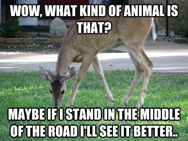 wow, what kind of animal is that? maybe if i stand in the middle of the road i'll see it better.. - wow, what kind of animal is that? maybe if i stand in the middle of the road i'll see it better..  Deer