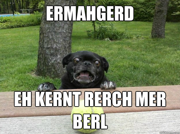 Ermahgerd eh kernt rerch mer berl - Ermahgerd eh kernt rerch mer berl  Berks Dog