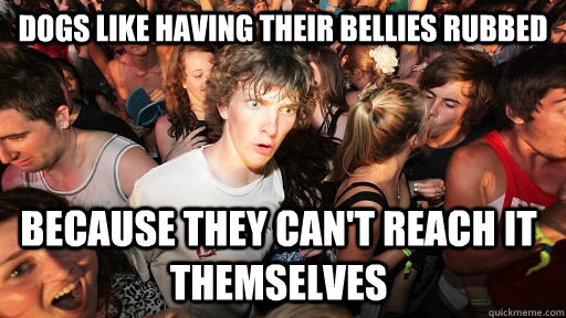 Dogs like having their bellies rubbed because they can't reach it themselves - Dogs like having their bellies rubbed because they can't reach it themselves  Sudden Clarity Clarence